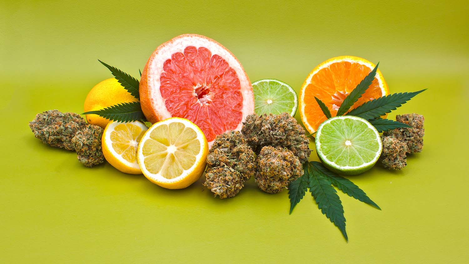 what are terpenes
