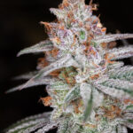 Muff Berry Strain in Massachusetts